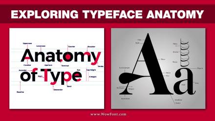 Exploring Typeface Anatomy: All About Letterforms