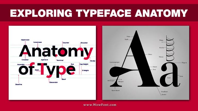 Exploring Typeface Anatomy